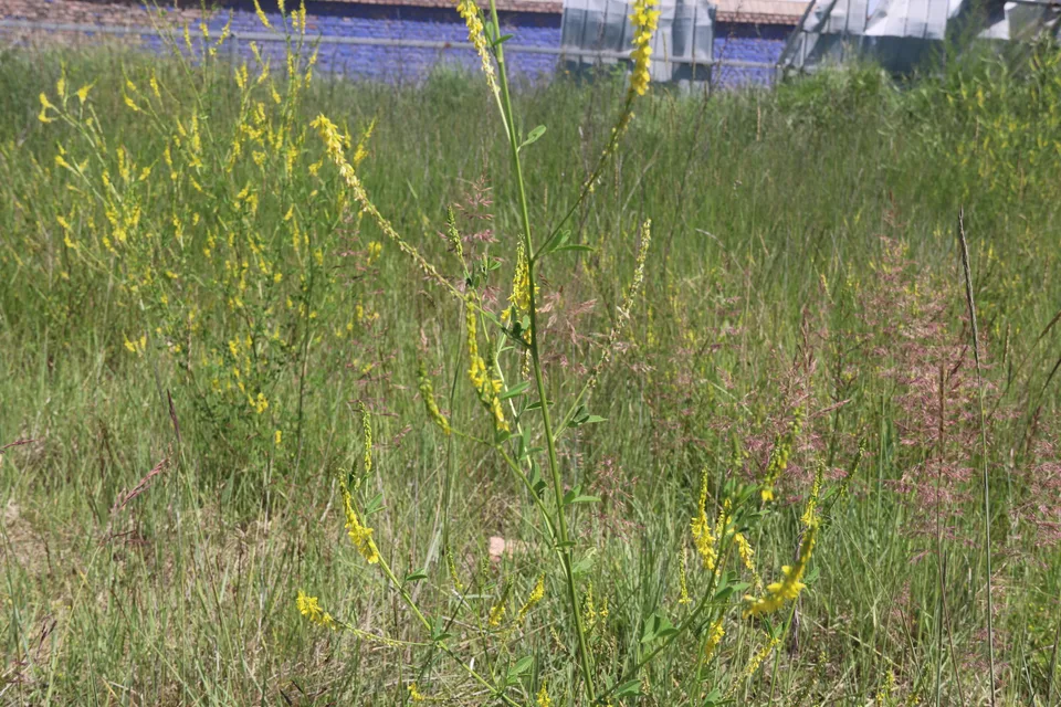 黄花草木樨，影像编号 media-20260718-0051