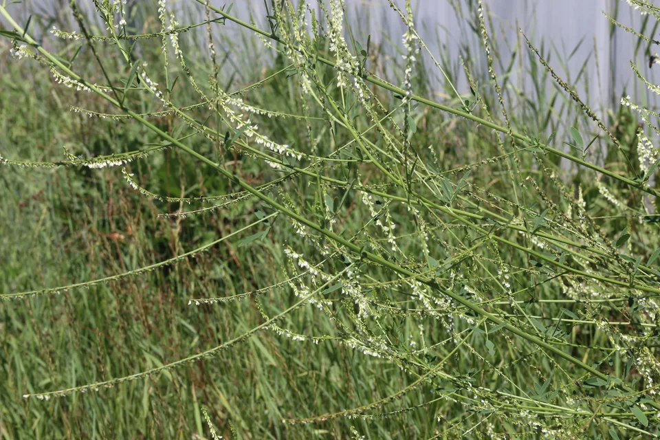 白花草木樨，影像编号 media-20260718-0098