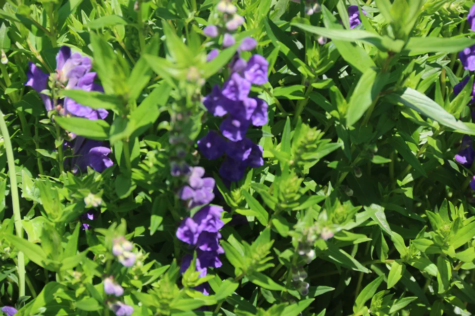 并头黄芩
