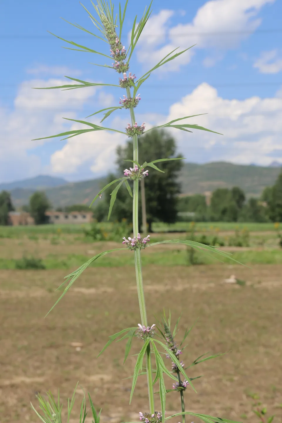 益母草，影像编号 media-20260718-0242