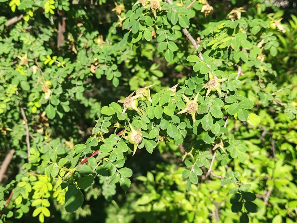 黄刺玫