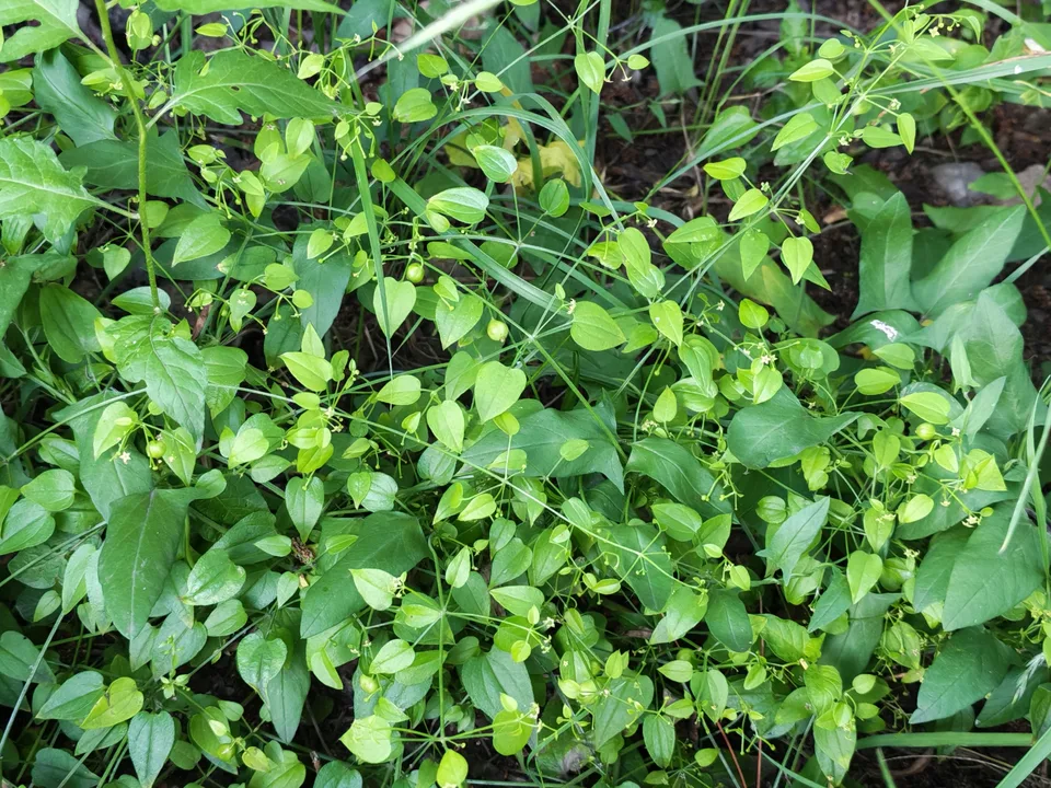 茜草