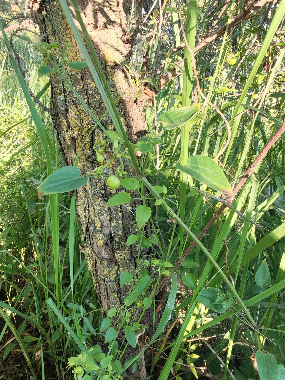 茜草，影像编号 media-20260718-0344
