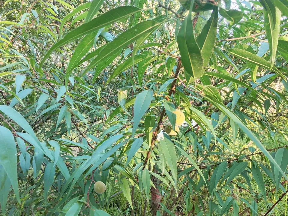 山桃