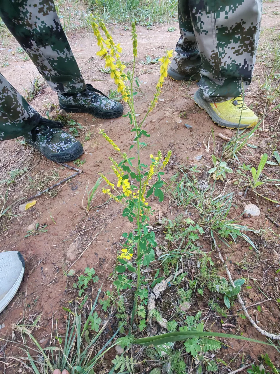 黄花草木樨，影像编号 media-20260718-0352