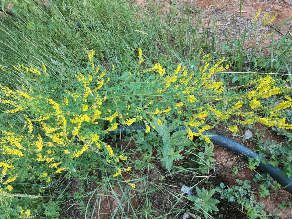 黄花草木樨，影像编号 media-20260718-0353