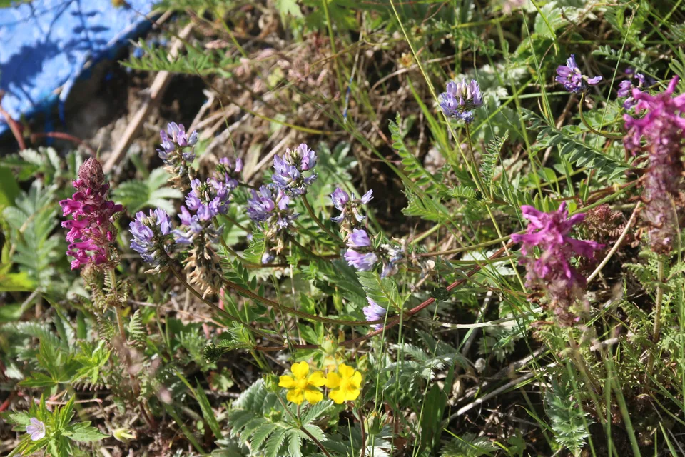 斜茎黄芪
