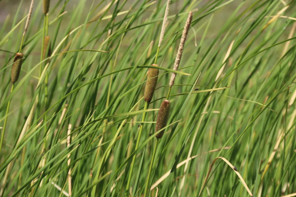小香蒲