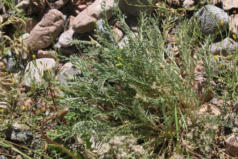 镰荚棘豆