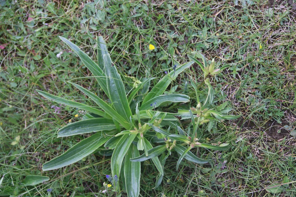 麻花艽，影像编号 media-20260720-0135