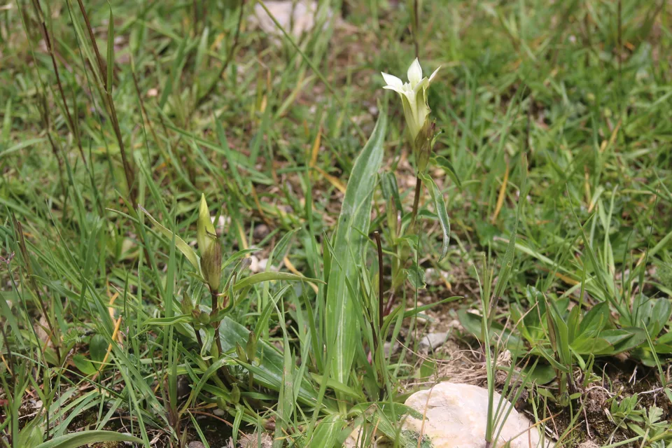 麻花艽，影像编号 media-20260720-0139