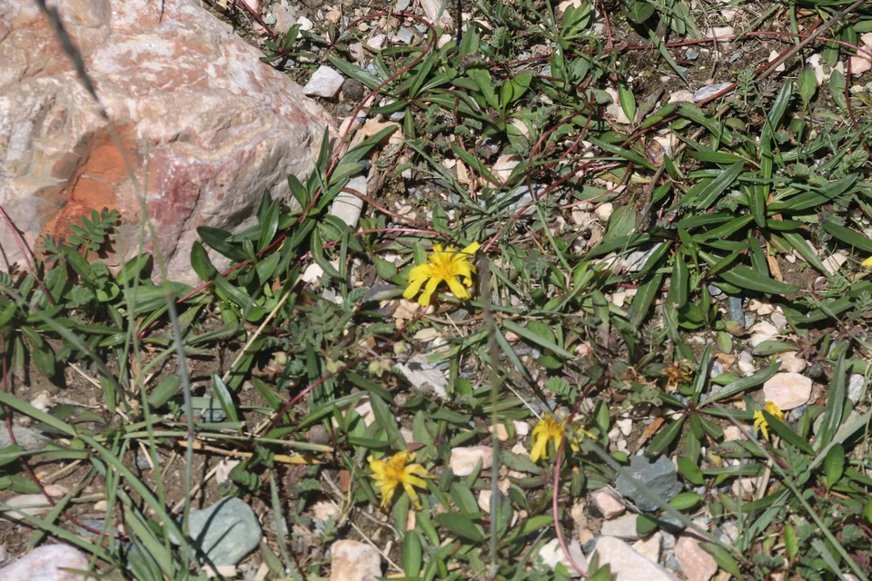 无茎黄鹌菜