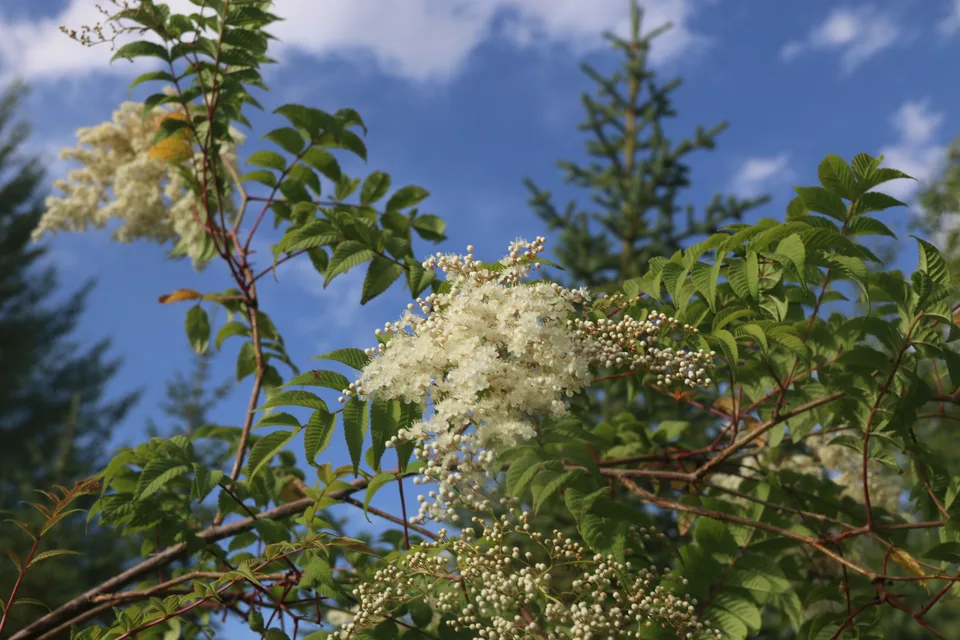 珍珠梅，影像编号 media-20260720-0245
