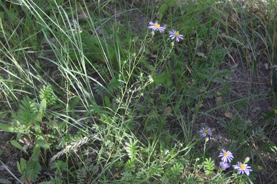 高山紫菀