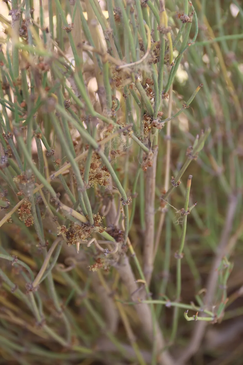 中麻黄，影像编号 media-20260722-0006