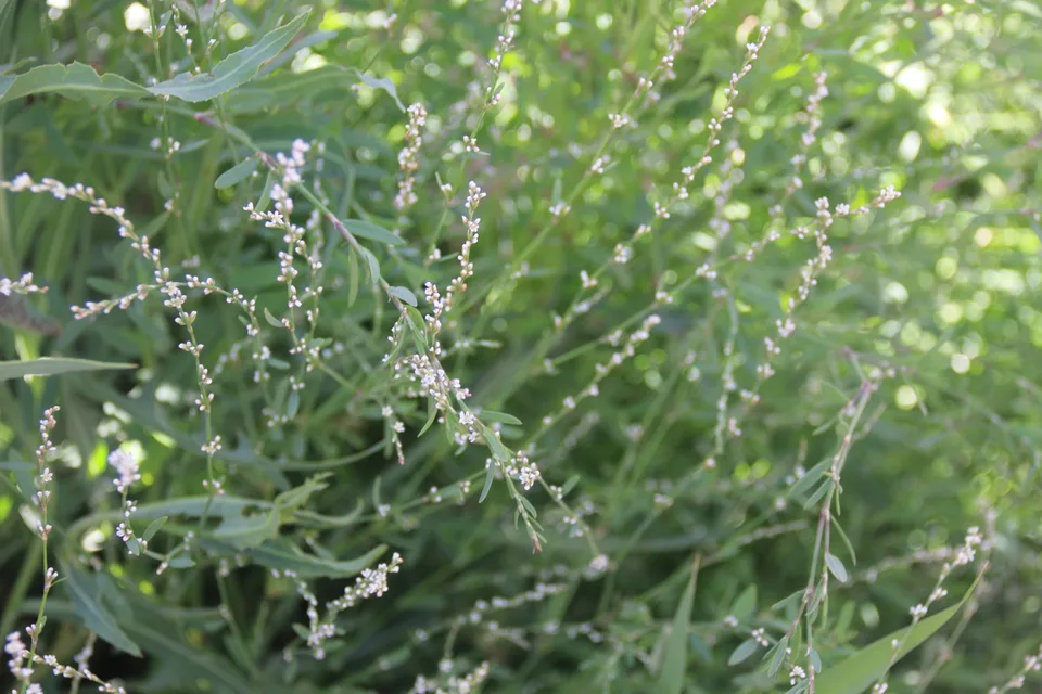 展枝萹蓄