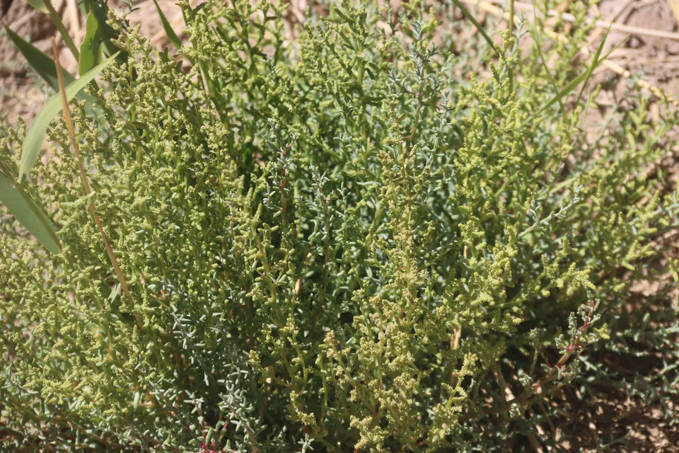 盐生草