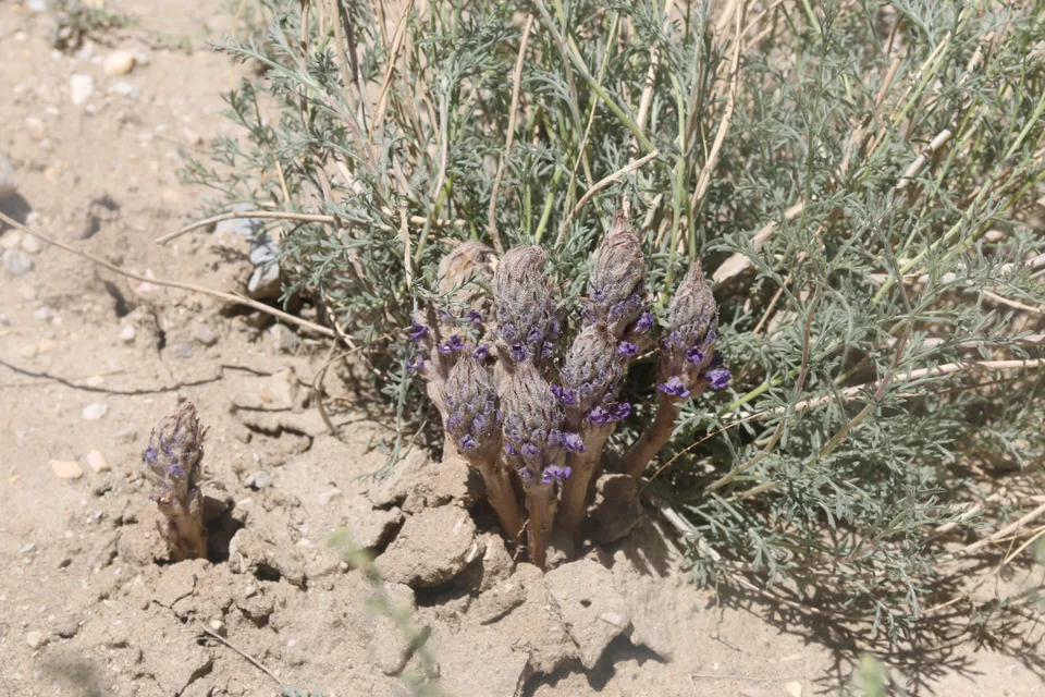 列当