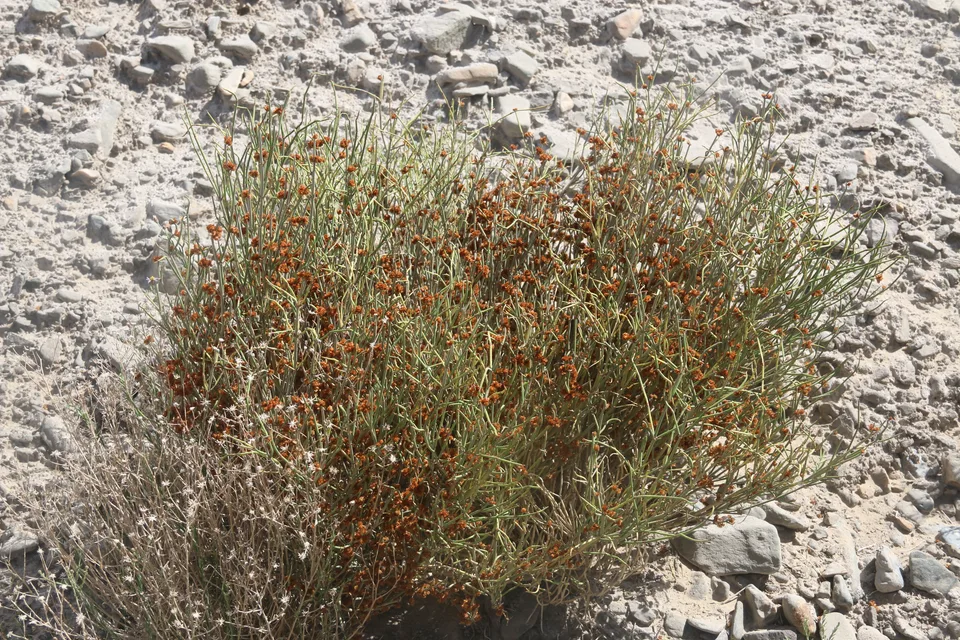 膜果麻黄