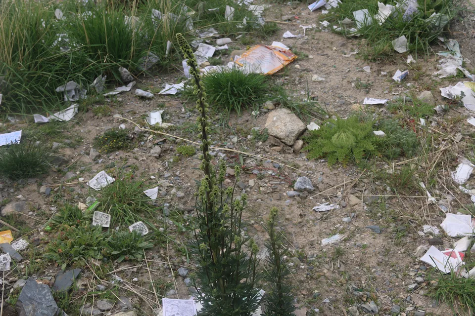 铁棒锤，影像编号 media-20260724-0121
