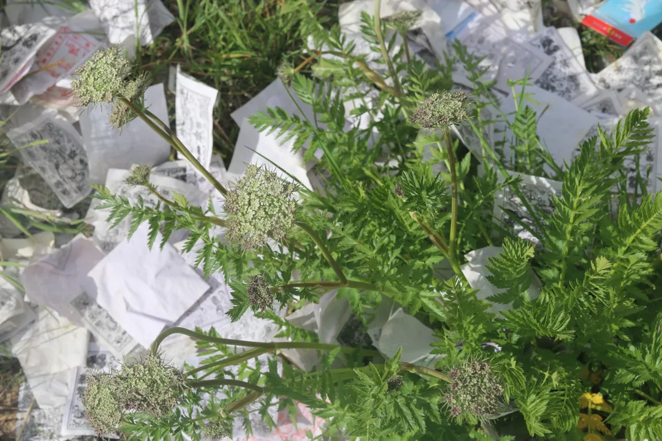 舟瓣芹，影像编号 media-20260724-0134