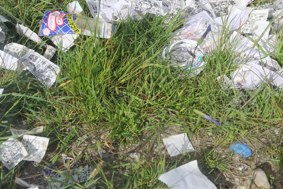 湿生扁蕾，影像编号 media-20260724-0140