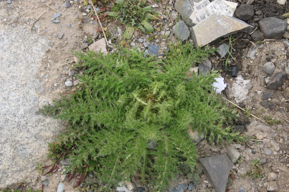 葵花大蓟