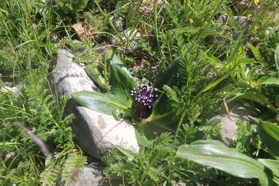 长毛风毛菊