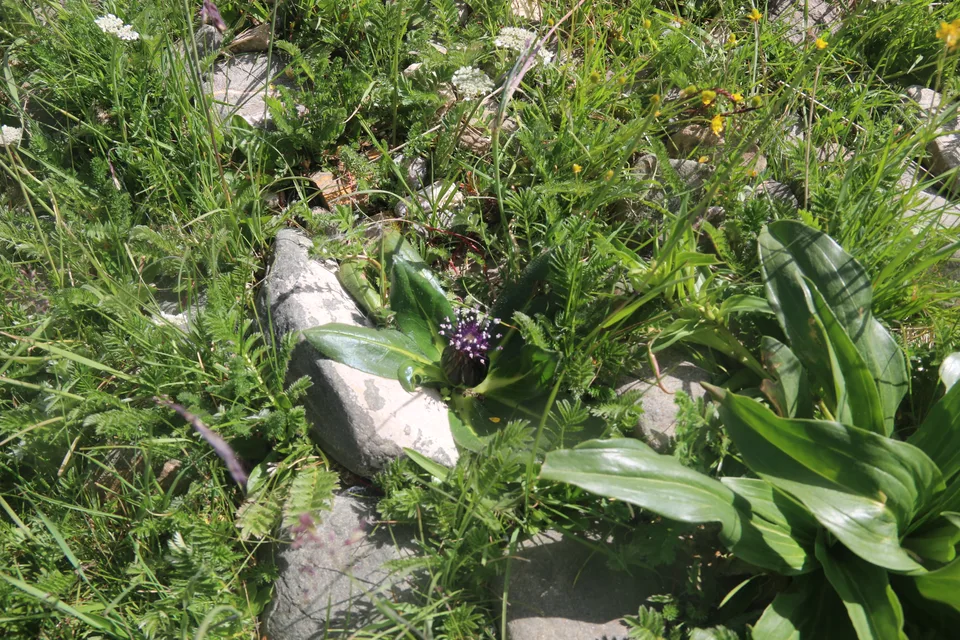 长毛风毛菊，影像编号 media-20260725-0061