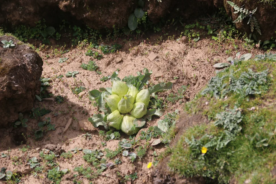 马尿泡，影像编号 media-20260725-0146