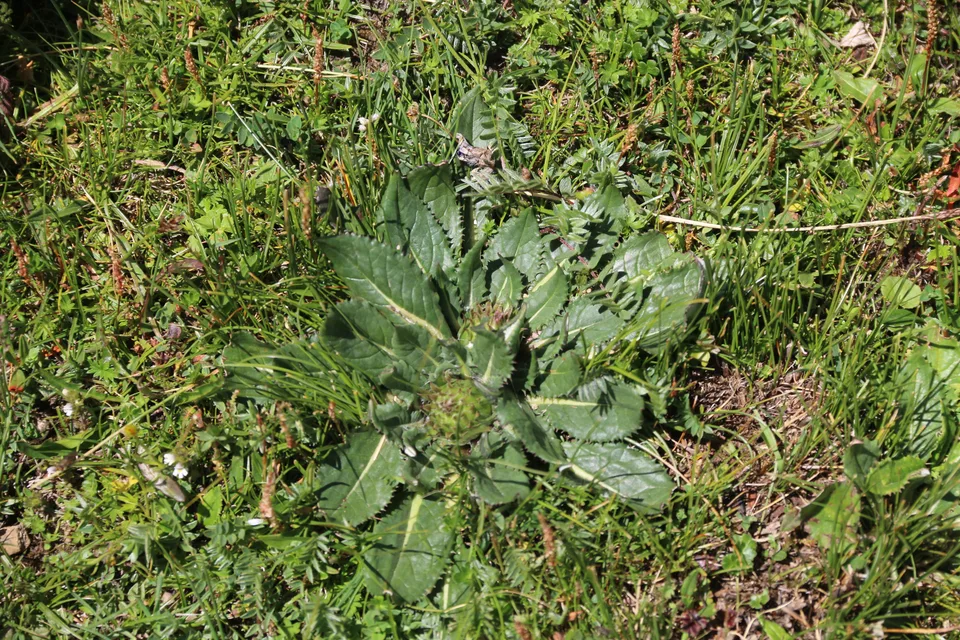 重齿风毛菊