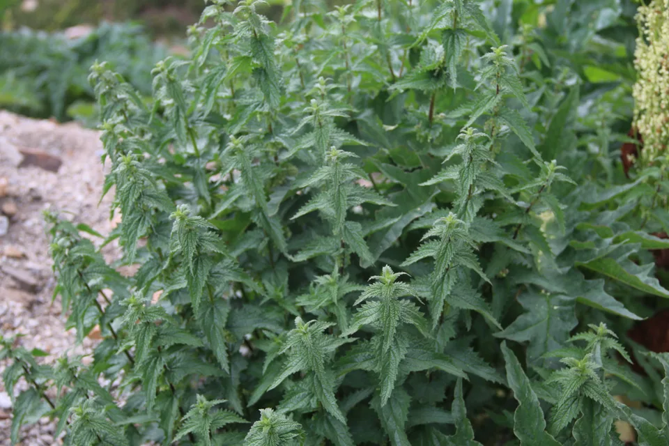 荨麻