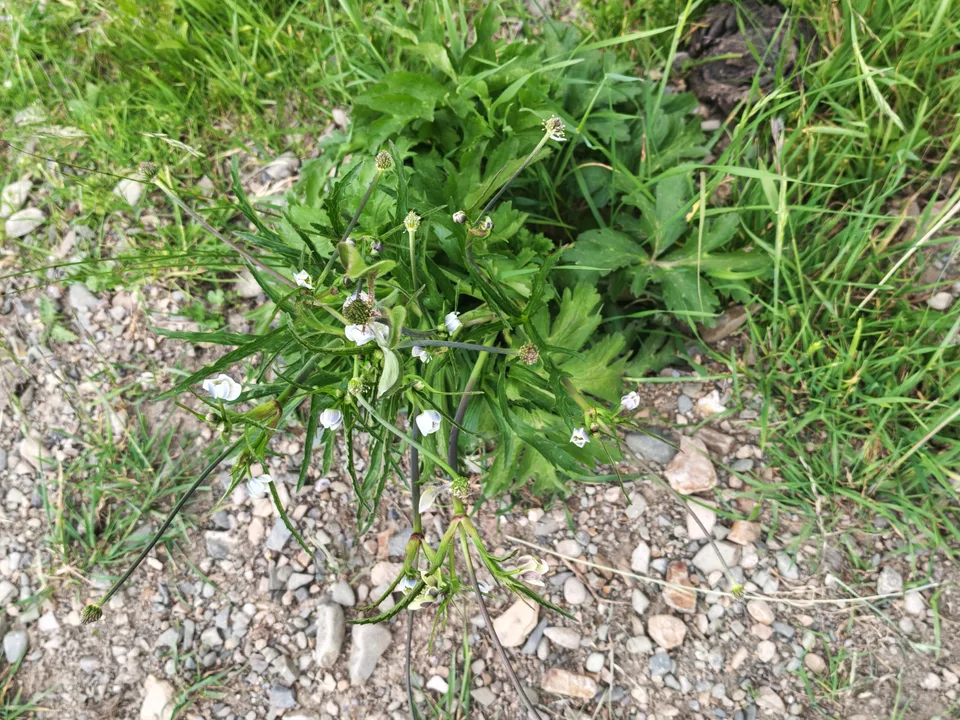银莲花，影像编号 media-20260725-0260