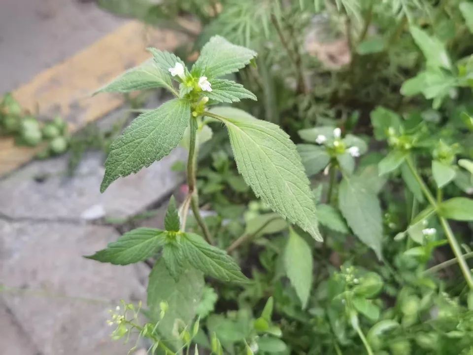 鼬瓣花
