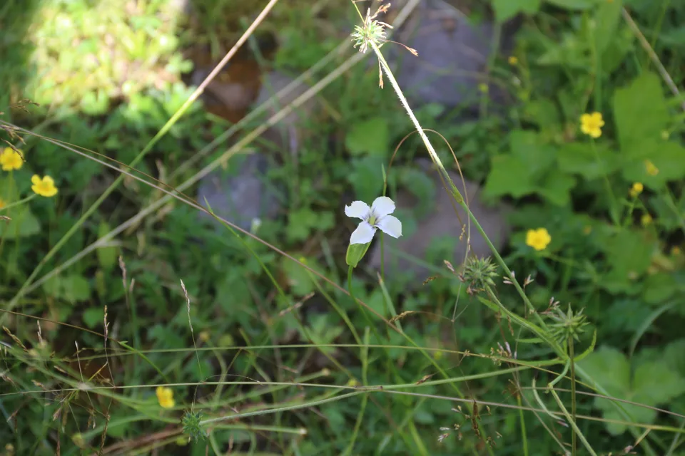 高杯喉毛花，影像编号 media-20260726-0017
