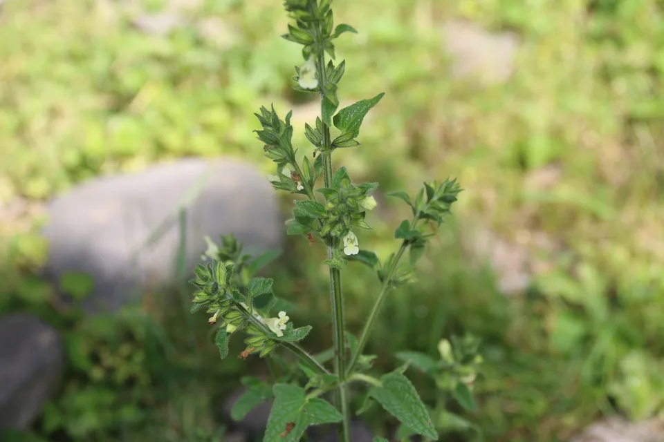黏毛鼠尾草，影像编号 media-20260726-0065