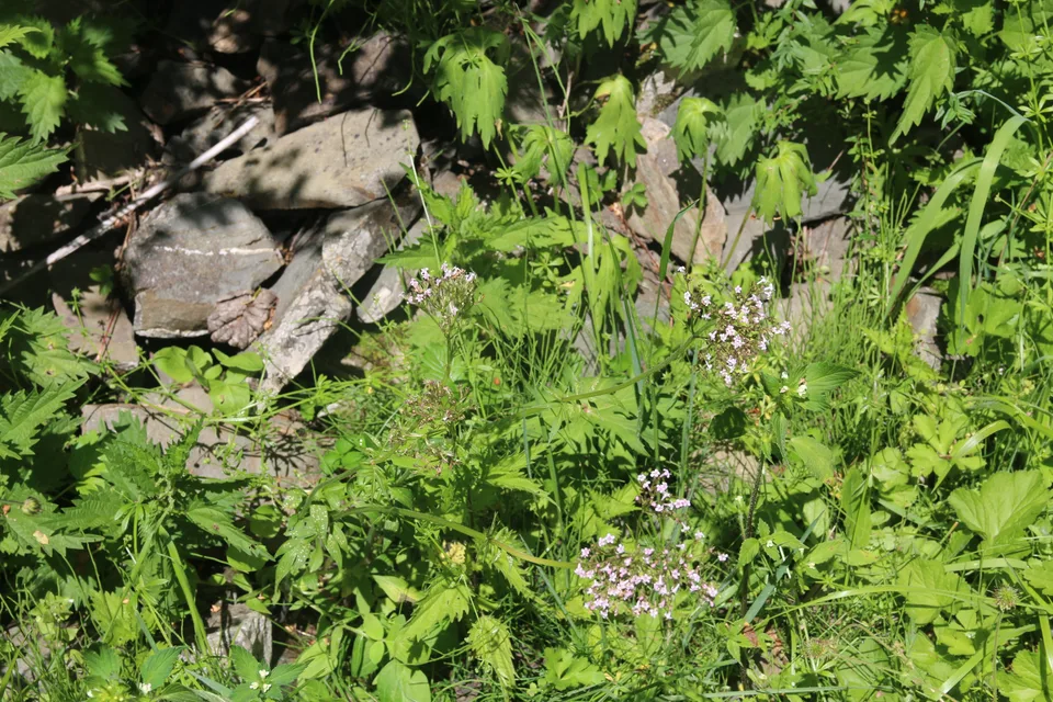 缬草，影像编号 media-20260726-0104