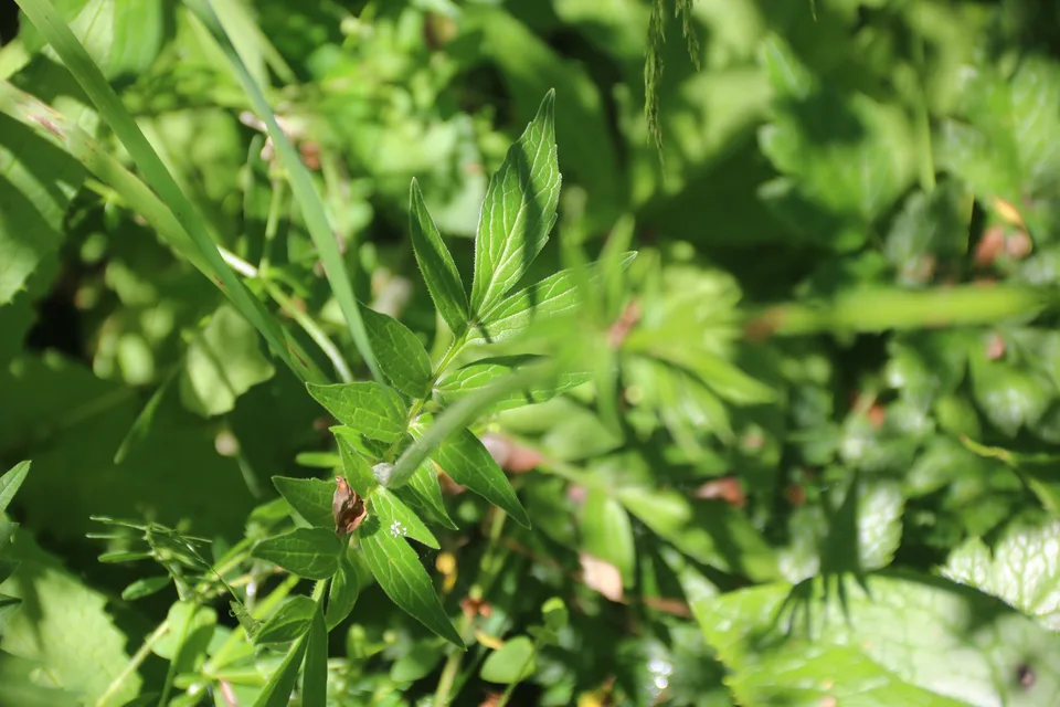 缬草，影像编号 media-20260726-0107