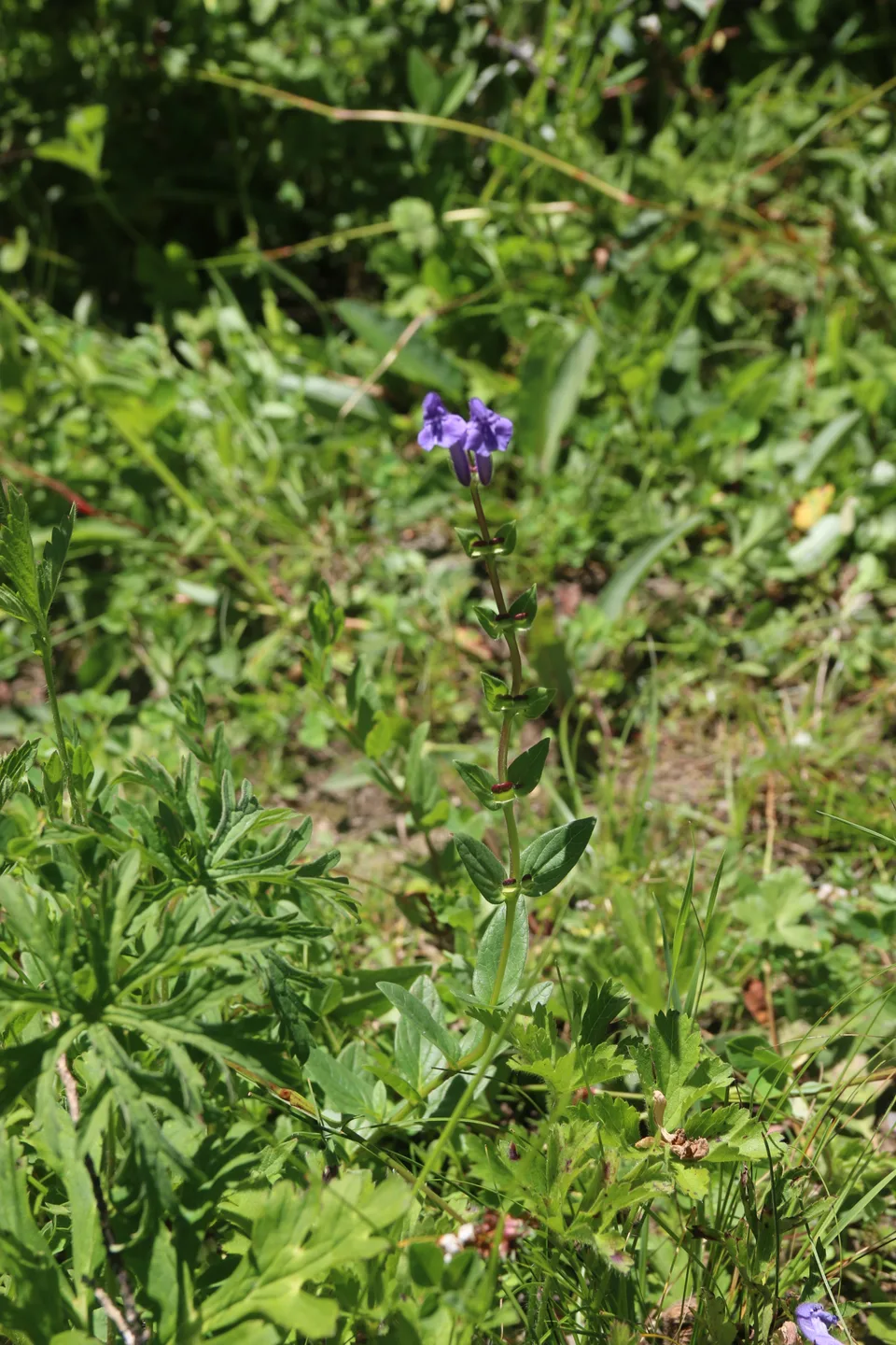并头黄芩,影像编号 media-20260726-0193