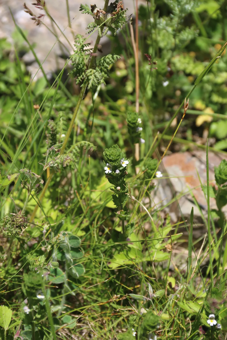 小米草，影像编号 media-20260726-0224