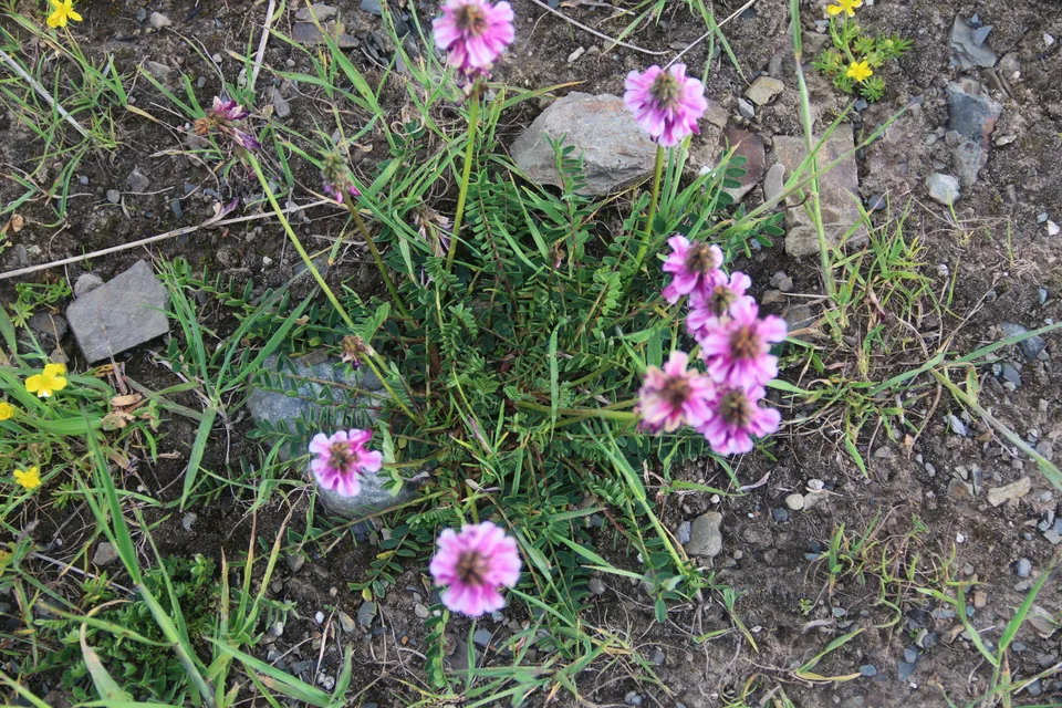 唐古特岩黄芪