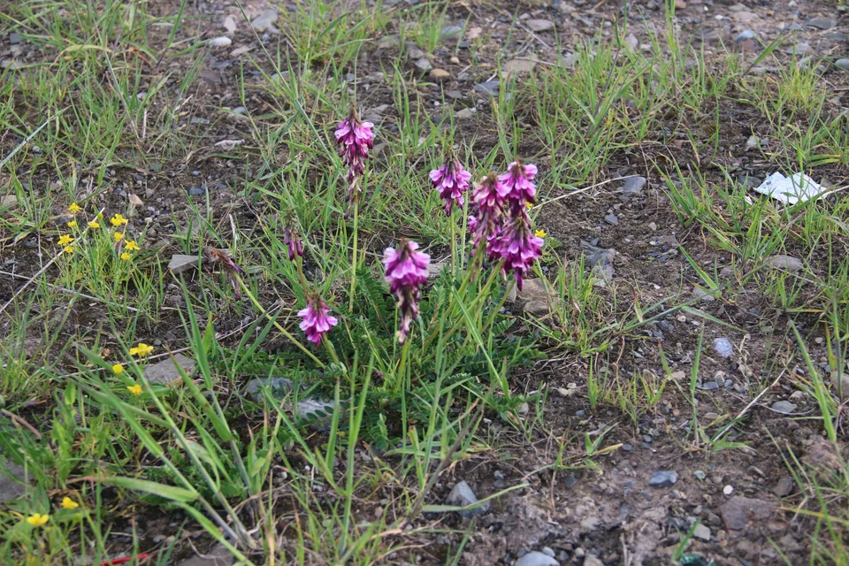 唐古特岩黄芪，影像编号 media-20260726-0305