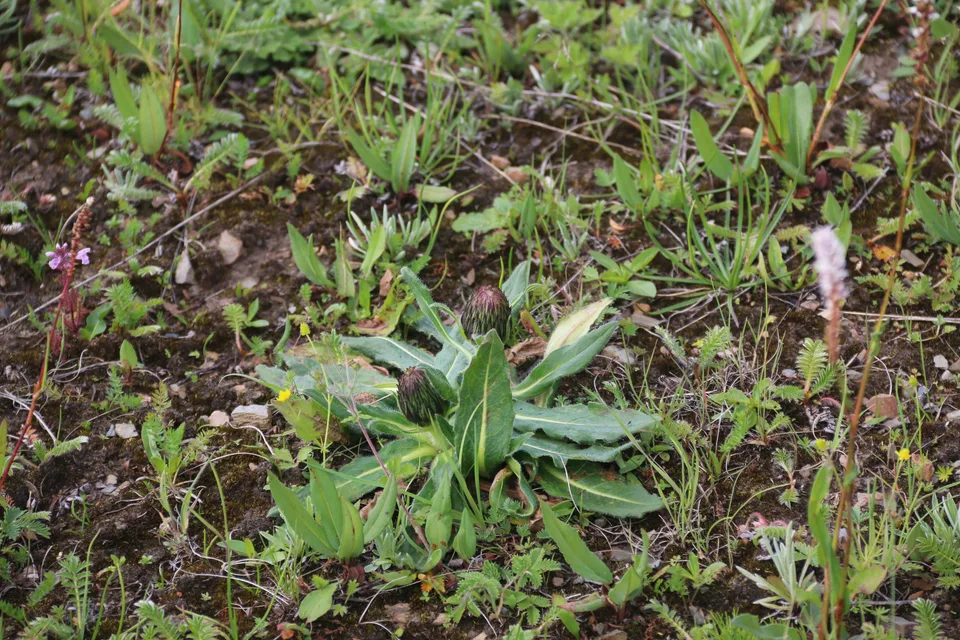 长毛风毛菊，影像编号 media-20260727-0024