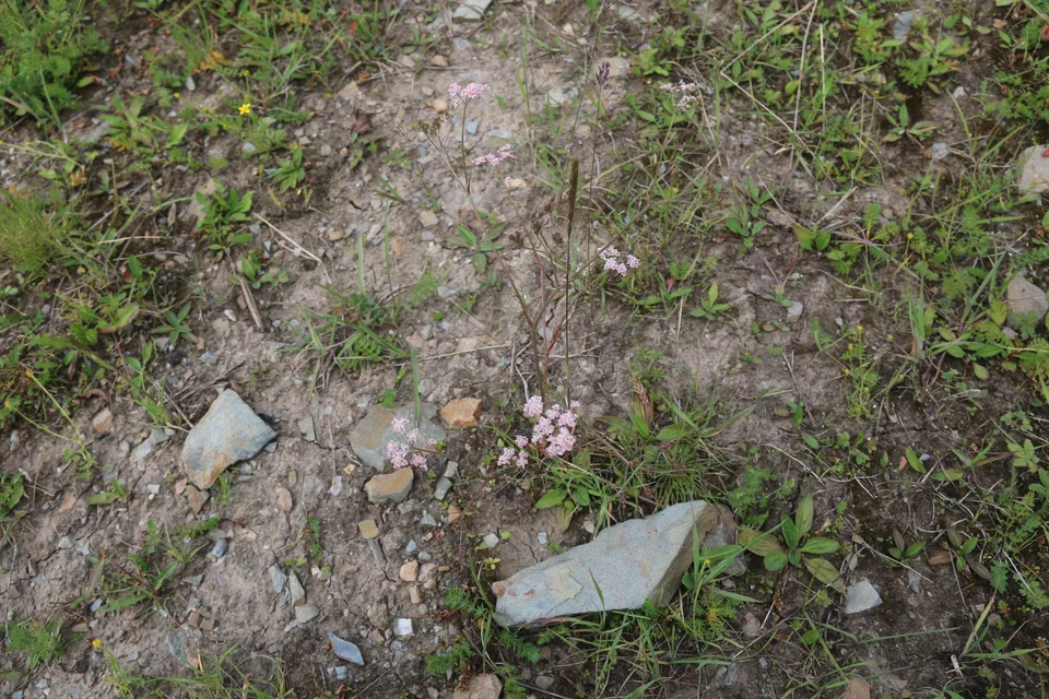 葛缕子,影像编号 media-20260727-0085