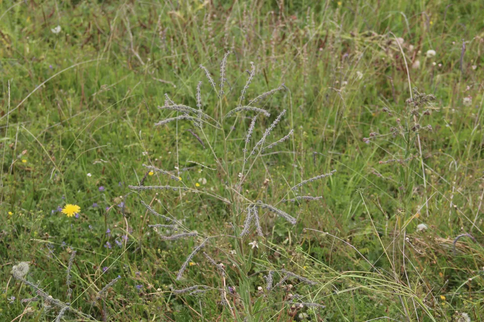 琉璃草，影像编号 media-20260727-0120