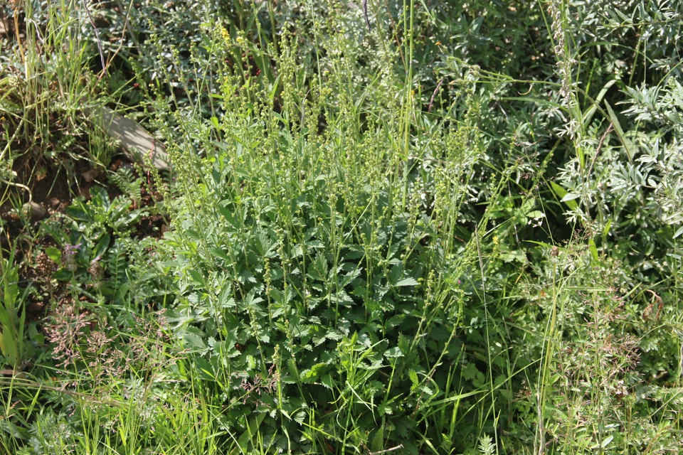 仙鹤草