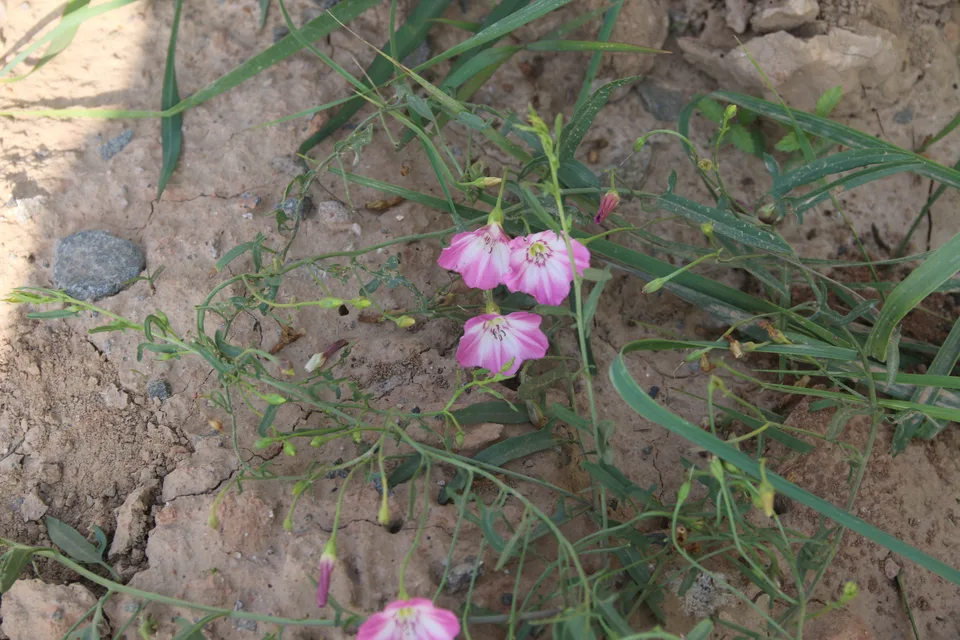 田旋花，影像编号 media-20260728-0076