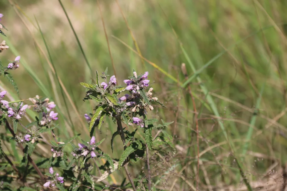 块根糙苏,影像编号 media-20260728-0164