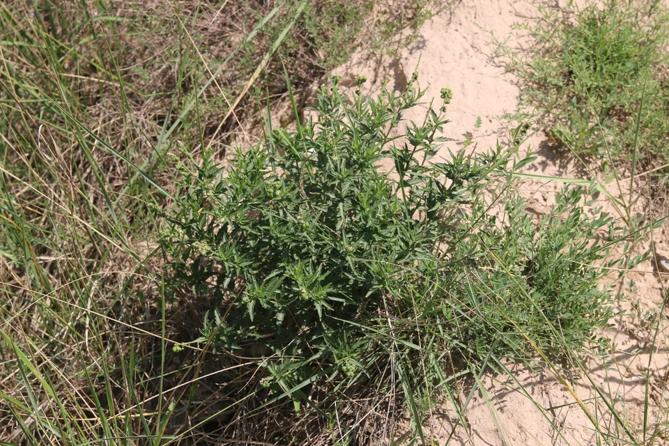 珍珠透骨草，影像编号 media-20260728-0200