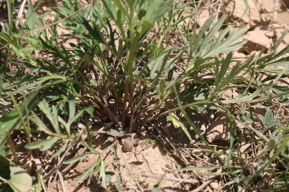 裂叶堇菜